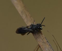 Hylaeus schwarzii