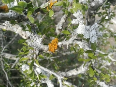 Xanthoria polycarpa image