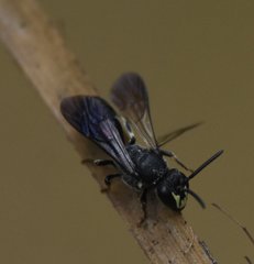 Hylaeus schwarzii