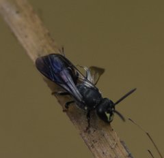 Hylaeus schwarzii