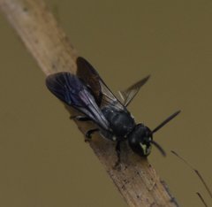 Hylaeus schwarzii