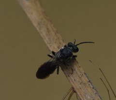 Hylaeus schwarzii