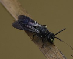 Hylaeus schwarzii