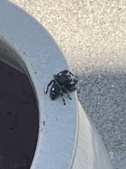 Phidippus audax