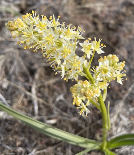 Toxicoscordion paniculatum