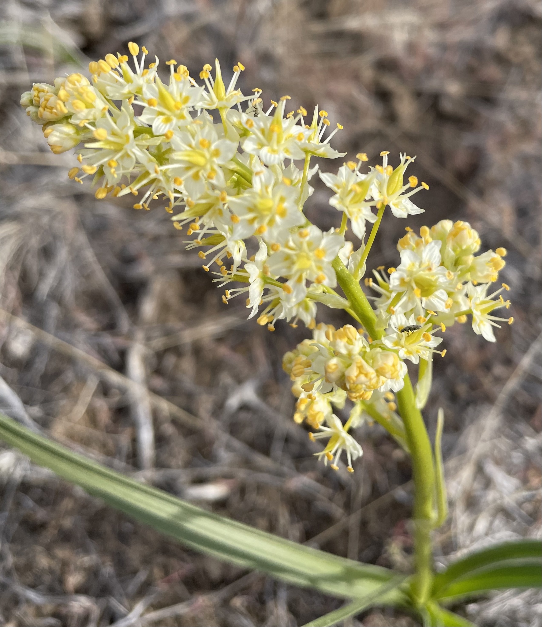 Toxicoscordion paniculatum