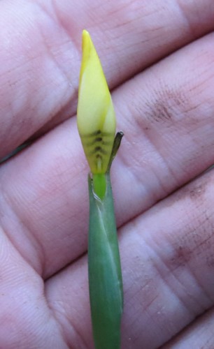 Trimezia gracilis