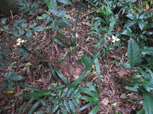 Trimezia gracilis