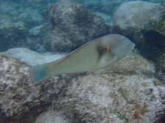 Halichoeres nicholsi