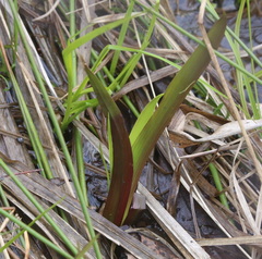Acorus calamus