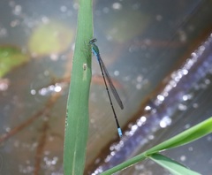 Pseudagrion glaucescens