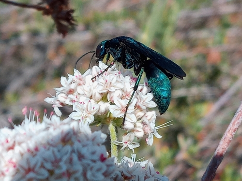 Psorthaspis planata