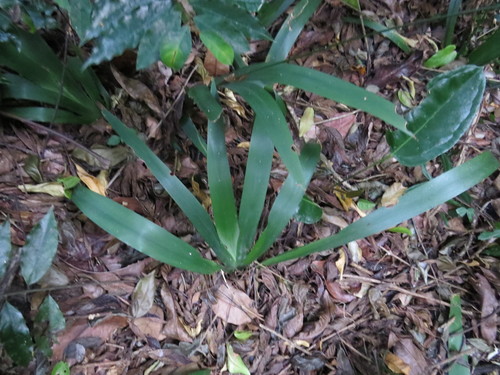 Trimezia gracilis