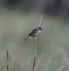 Cisticola luapula
