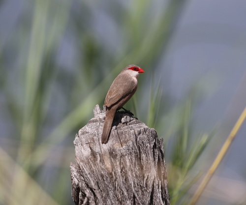 Common Waxbill