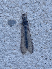 Acanthaclisini