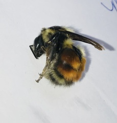 Bombus melanopygus