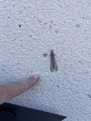 Acanthaclisini