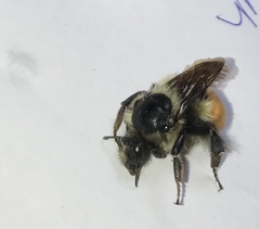 Bombus melanopygus