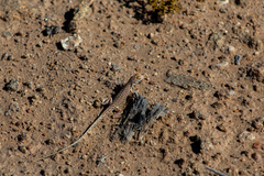 Meroles suborbitalis