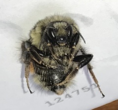 Bombus melanopygus