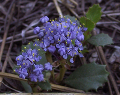 Ceanothus prostratus prostratus