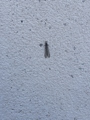 Acanthaclisini