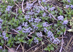 Ceanothus prostratus prostratus