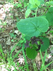 Matelea carolinensis