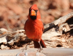 Cardinalis cardinalis superbus