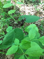 Matelea carolinensis