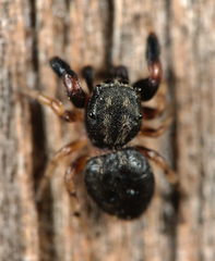 Sibianor aurocinctus