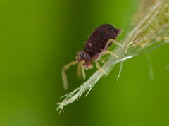 Deuterosminthurus pallipes