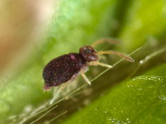 Deuterosminthurus pallipes