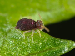 Deuterosminthurus pallipes