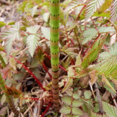 Equisetum fluviatile