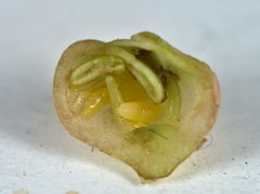 Contarinia viburnorum