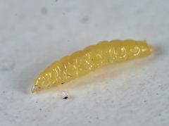 Contarinia viburnorum