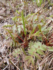 Equisetum fluviatile