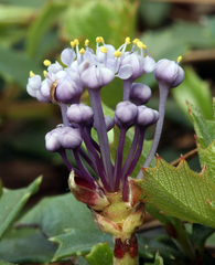 Ceanothus prostratus prostratus
