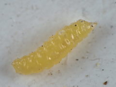 Contarinia viburnorum