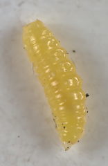 Contarinia viburnorum