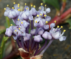 Ceanothus prostratus prostratus