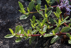 Ceanothus prostratus prostratus