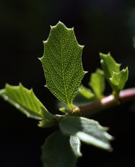 Ceanothus prostratus prostratus
