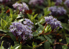 Ceanothus prostratus prostratus