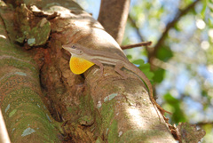 Anolis opalinus