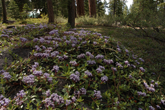Ceanothus prostratus prostratus