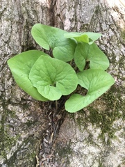 Asarum canadense reflexum
