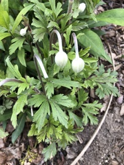 Anemonoides sylvestris